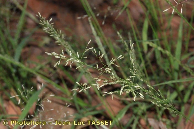 Eragrostis mexická 8