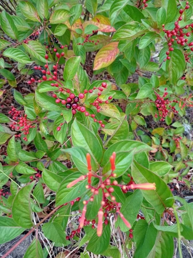 Hamelia 3