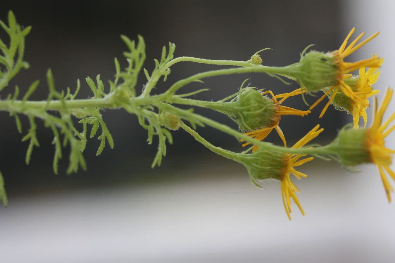 Jacobaea 3
