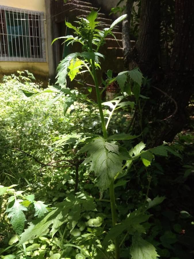 Erba bruciata valerianifolia 9