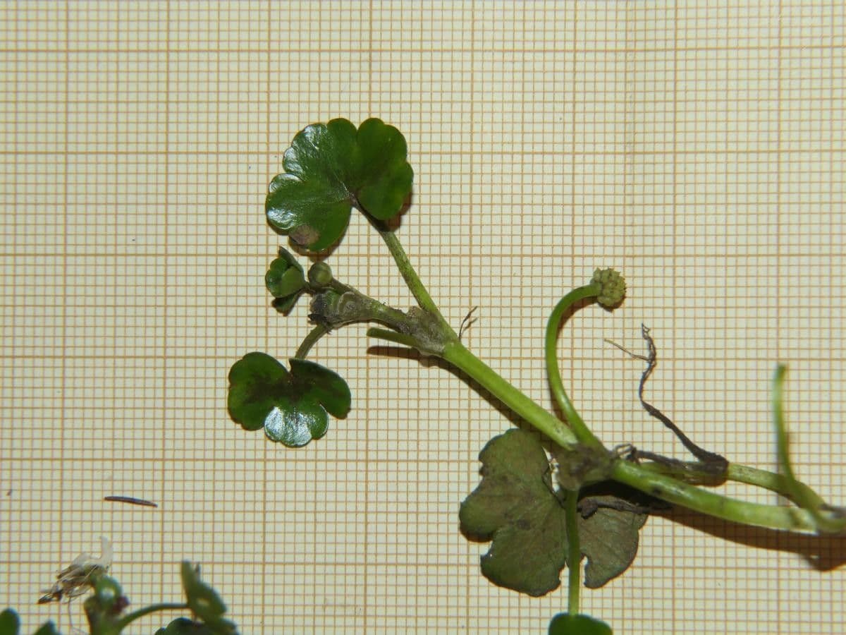 Ranunculus omiophyllus 15