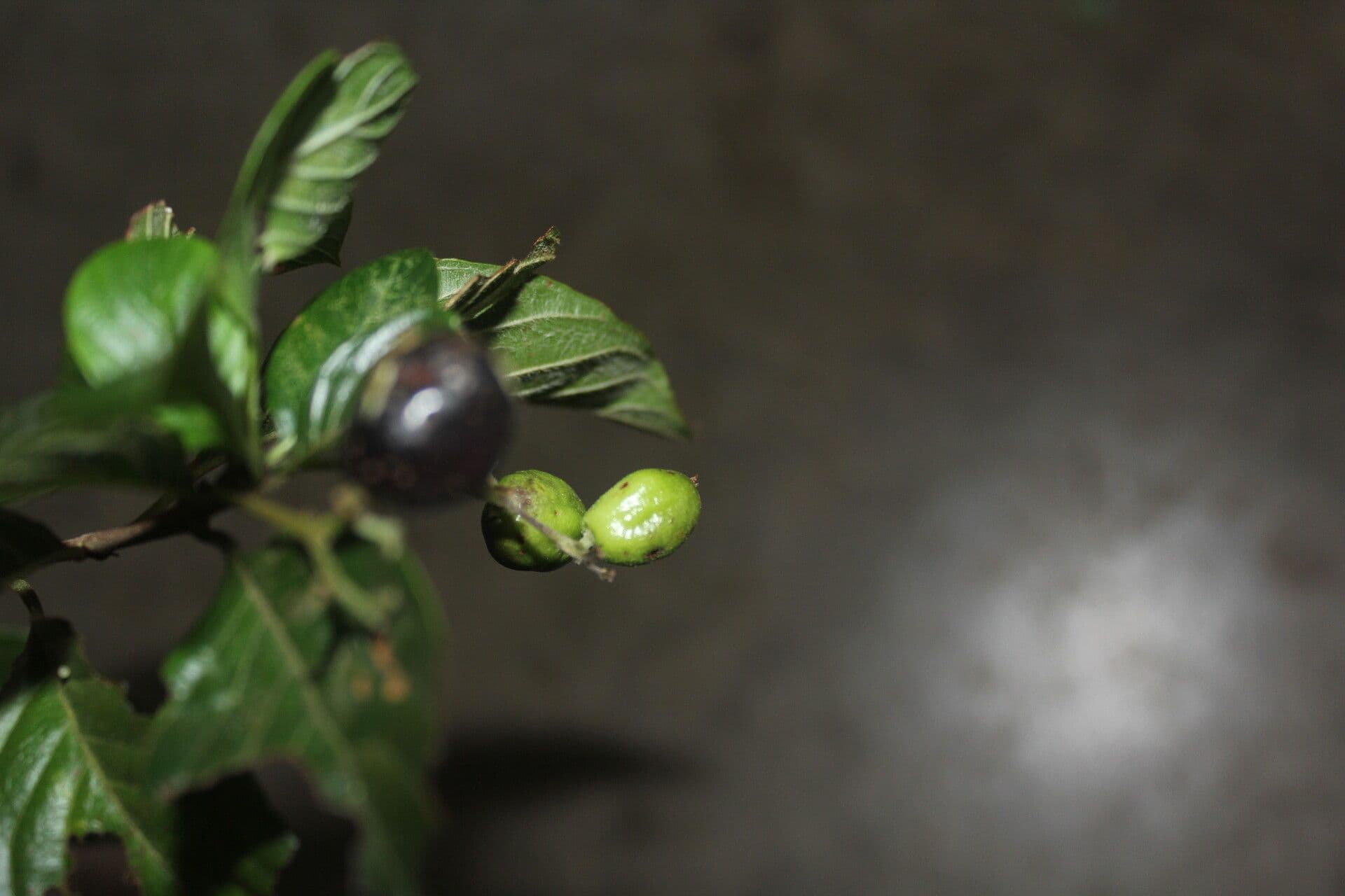 Chomelia spinosa
