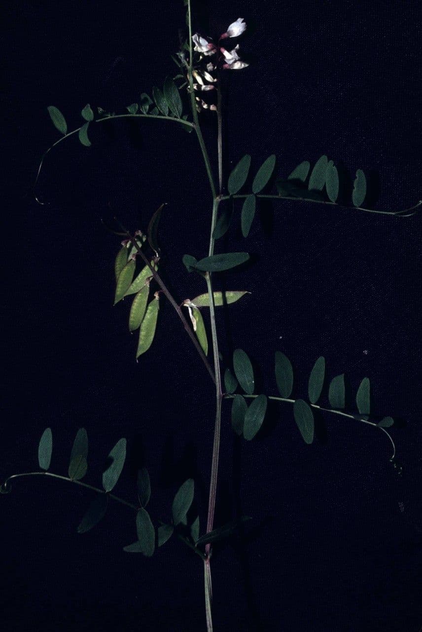 Vesce de Caroline 9