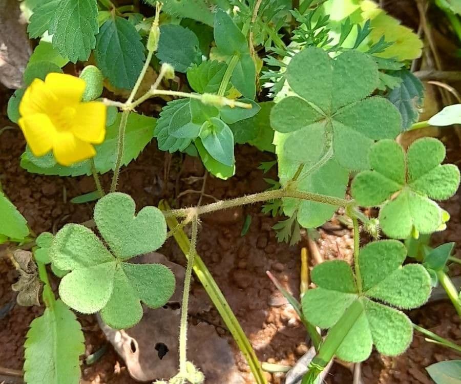 Oxalis conorrhiza 9