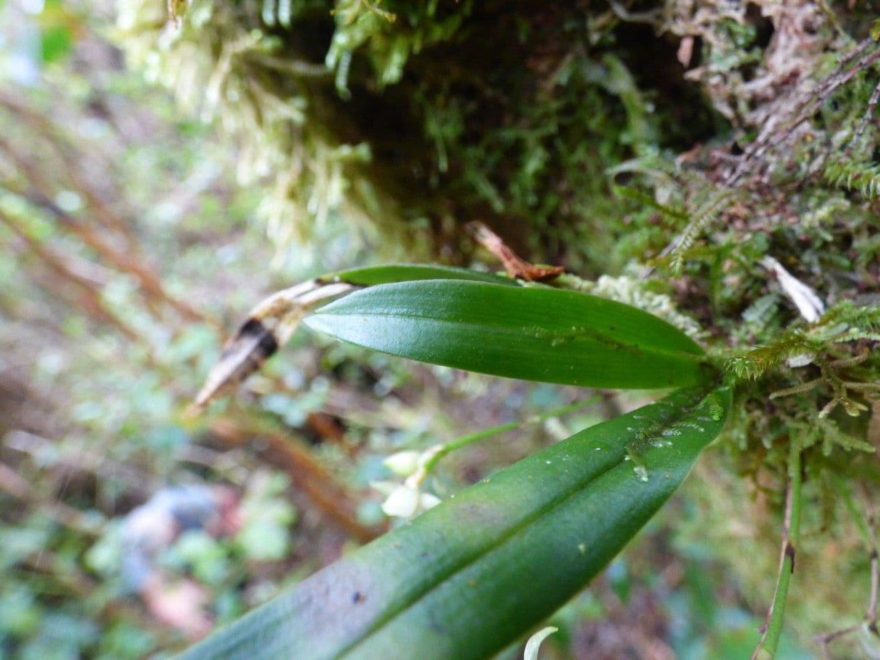 Angraecum 9