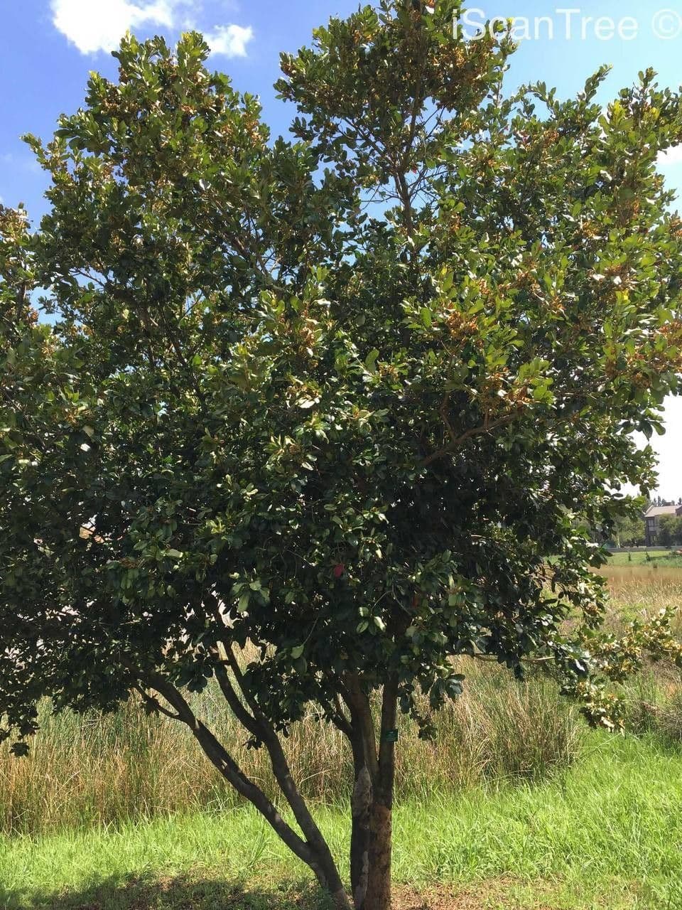 Arbuste forestier 6