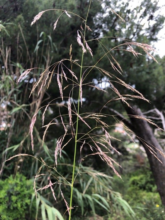 Tridens flavus 10