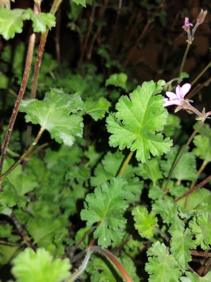 Geranium 8