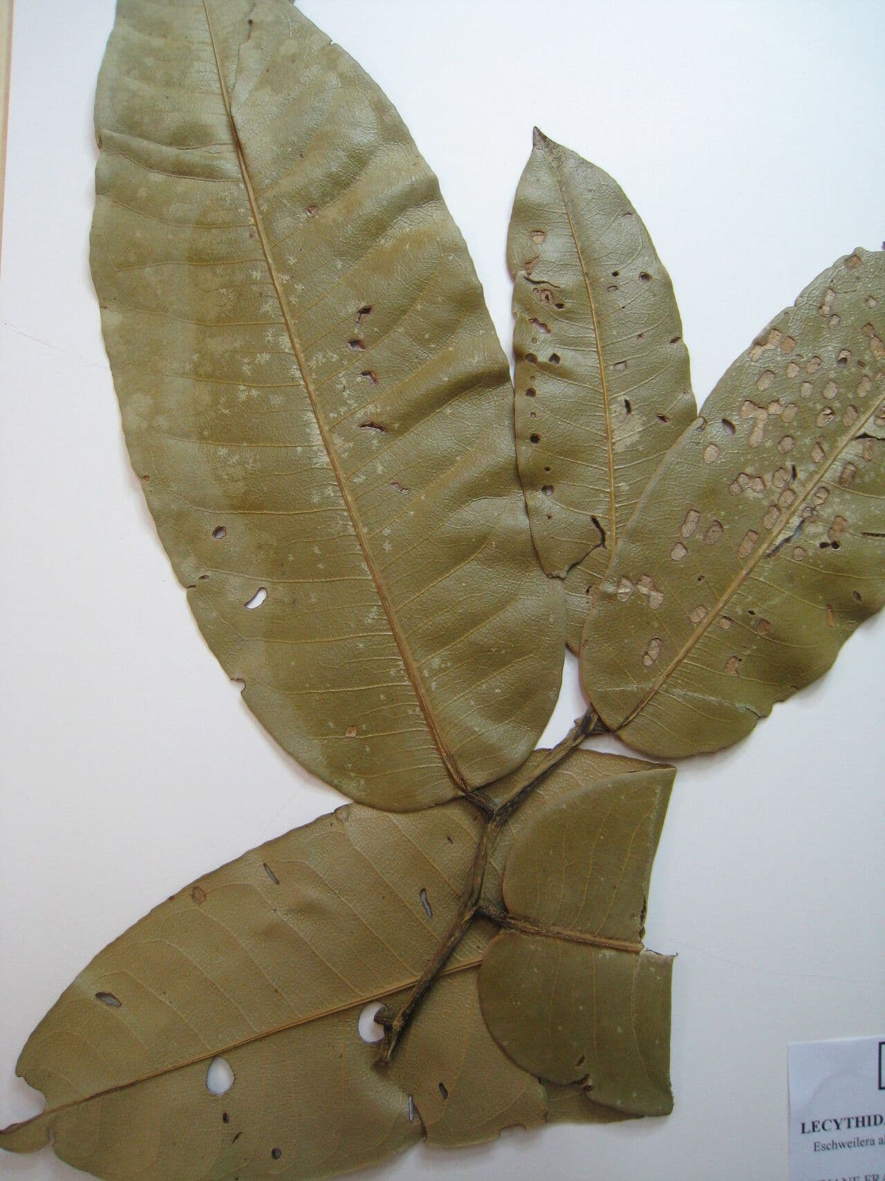 Eschweilera 2