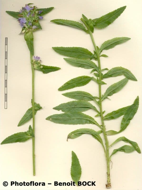 Campanula cervicaria 24