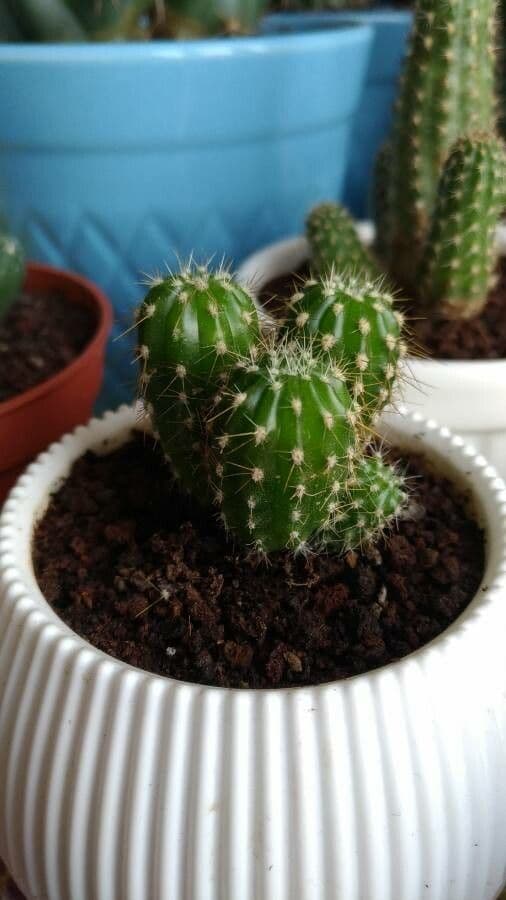 Echinocereus coccineus 2