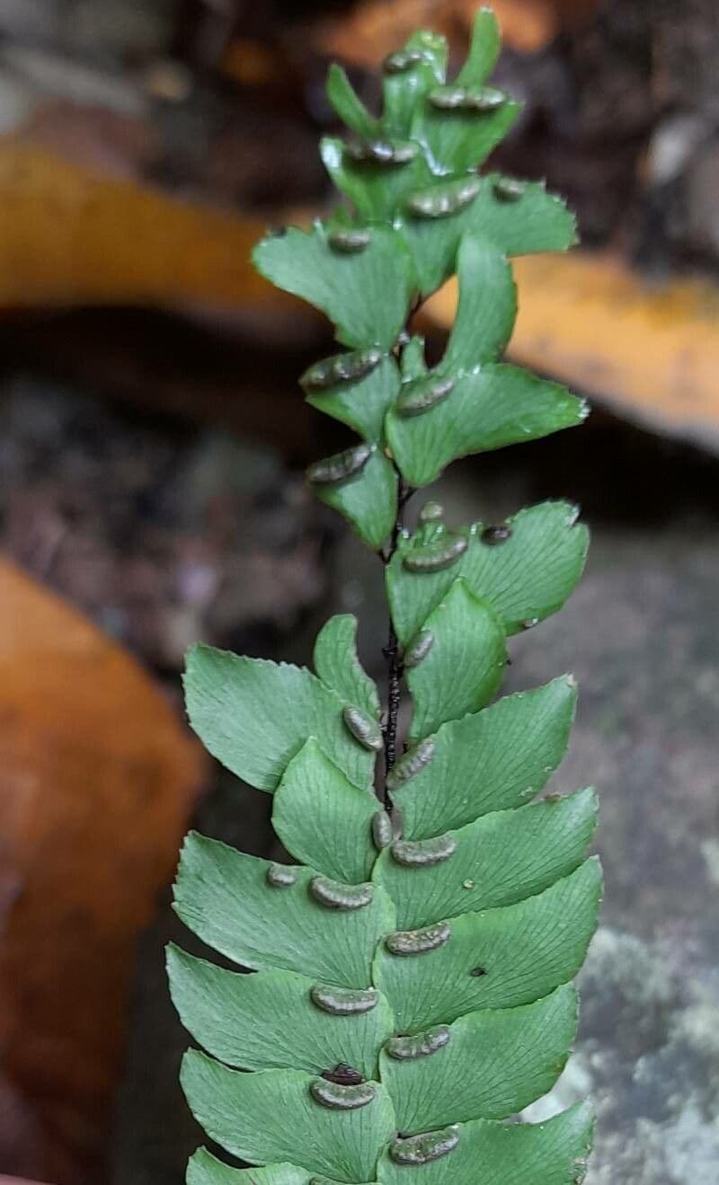 Adiantum