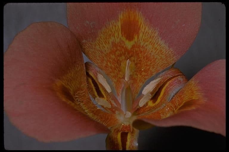 Calochortus venusto 9