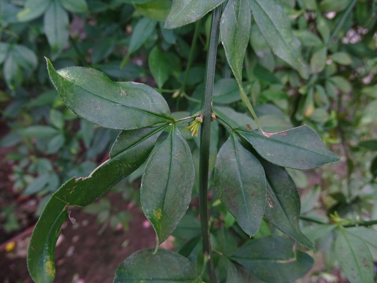 Winterjasmin 17