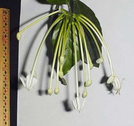 Posoqueria latifolia 22