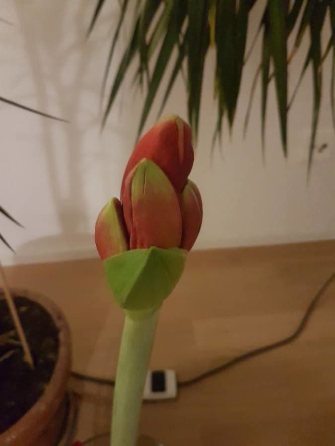 Amaryllis regina 29