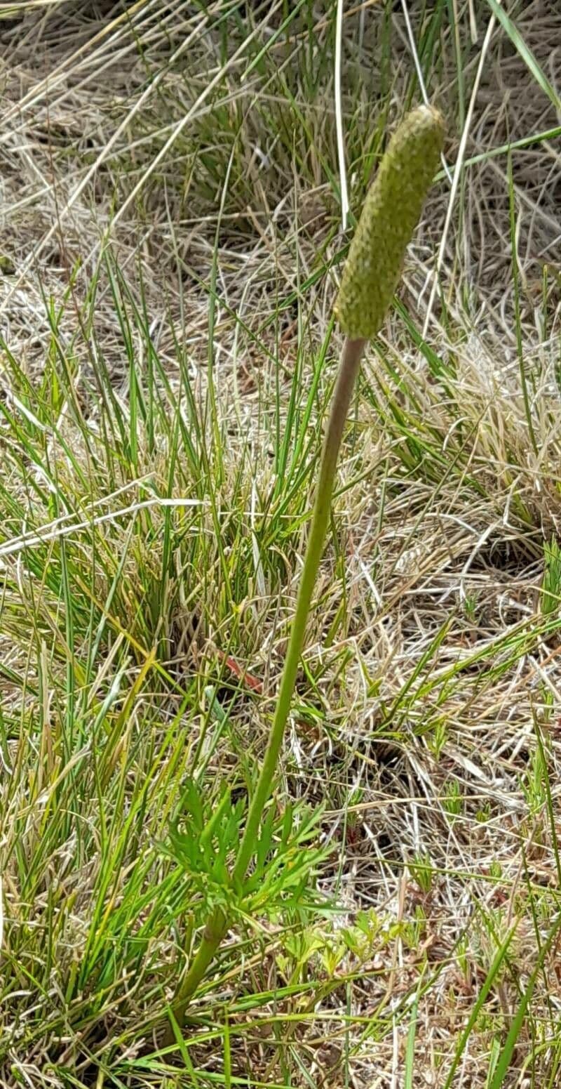 Süße Anemone 10