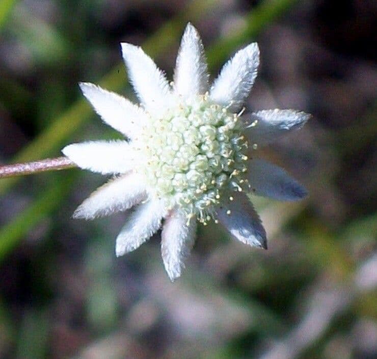 Actinotus