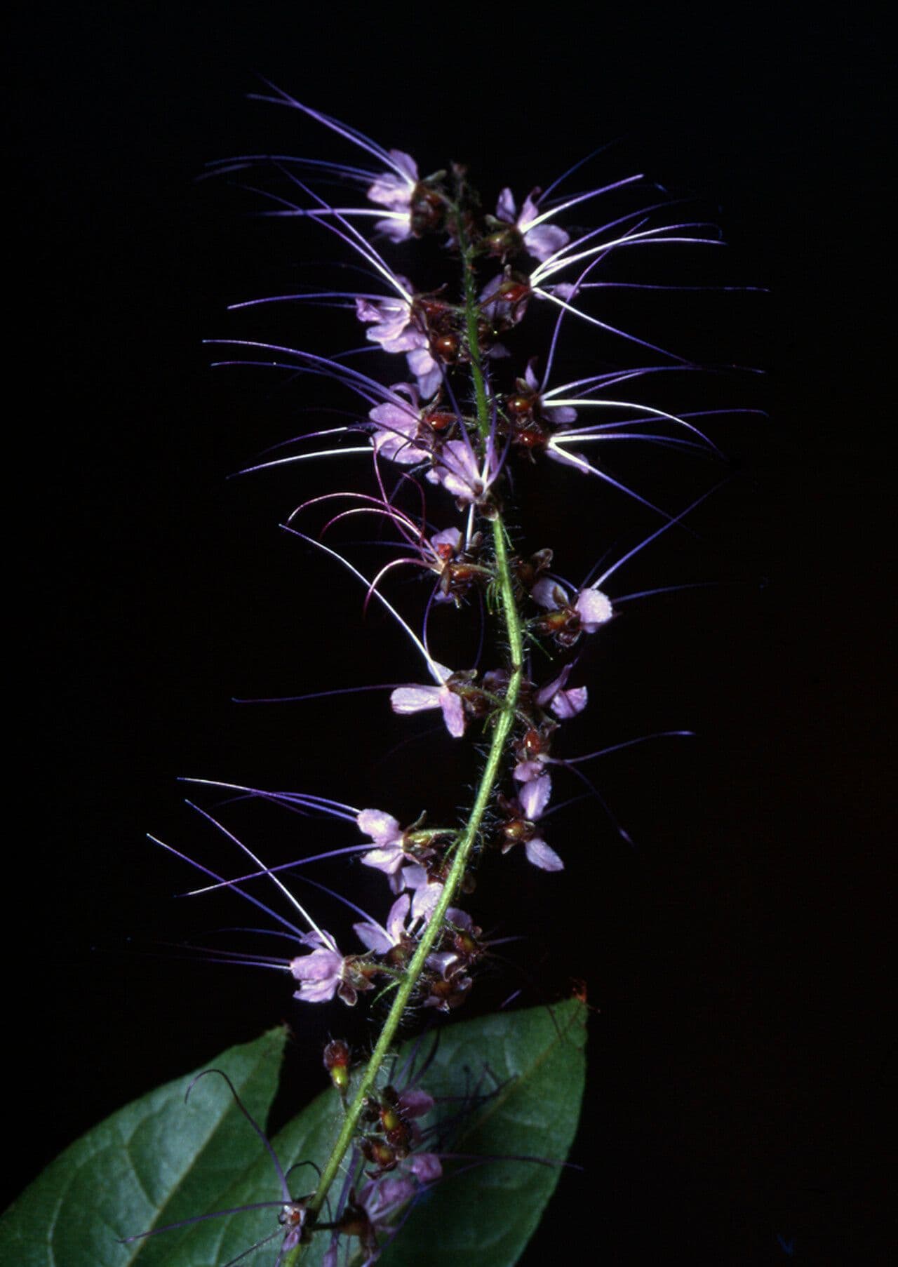 Hirtella
