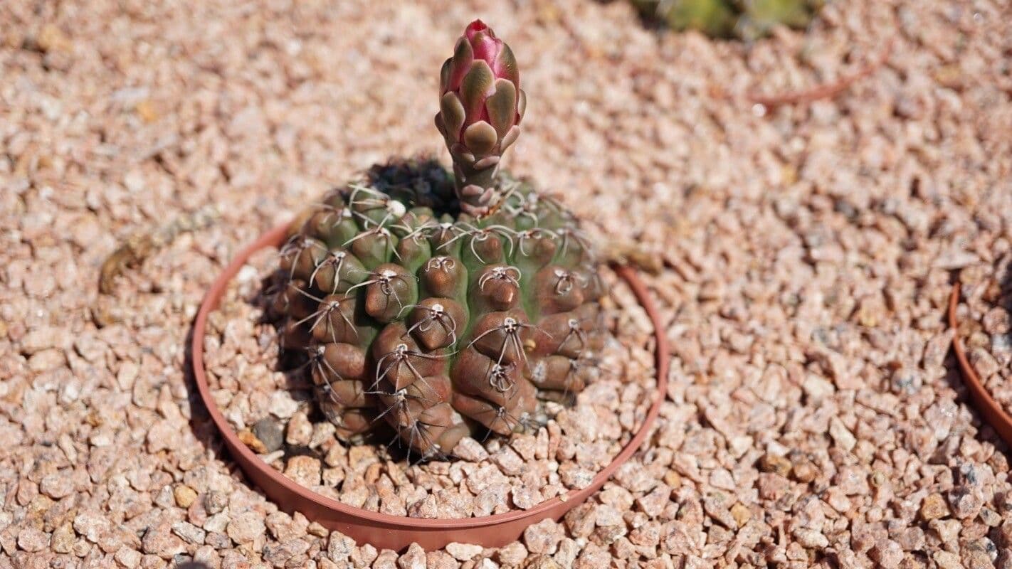 Gymnocalycium 2