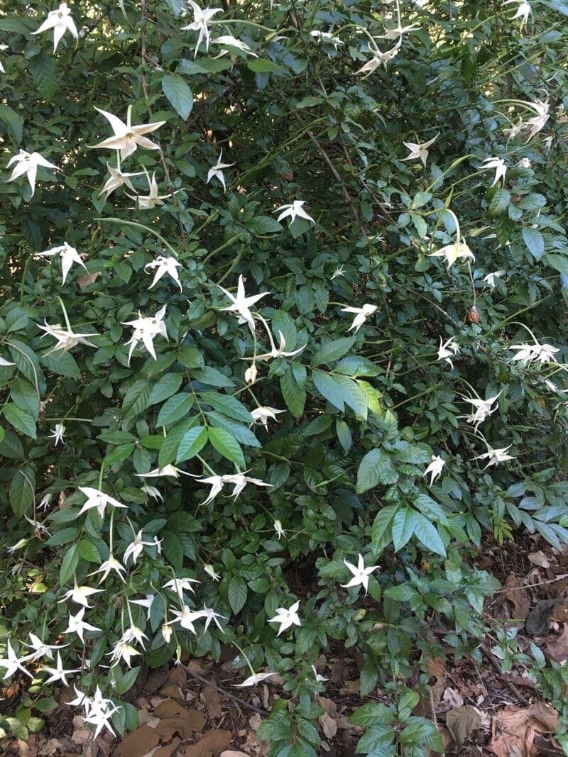 Rosenbergiodendron 6