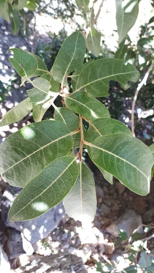Acridocarpus 2