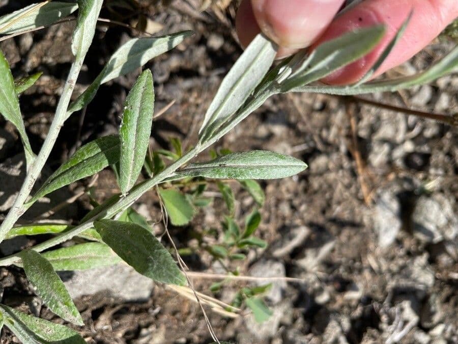 Immortelle annuale 14