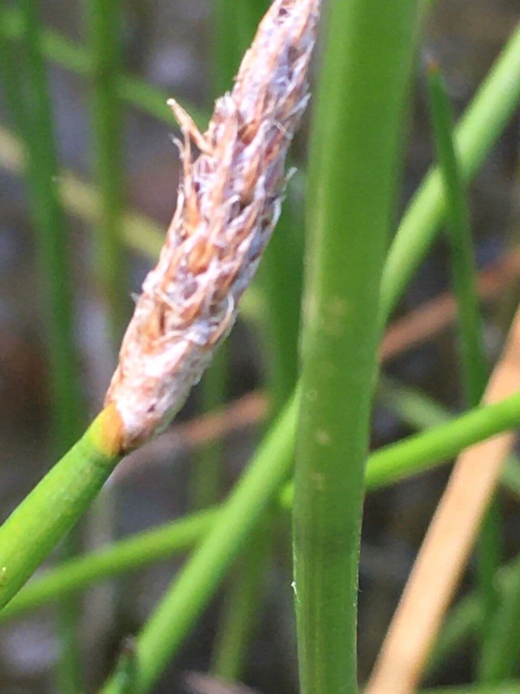 Giunchina comune 3