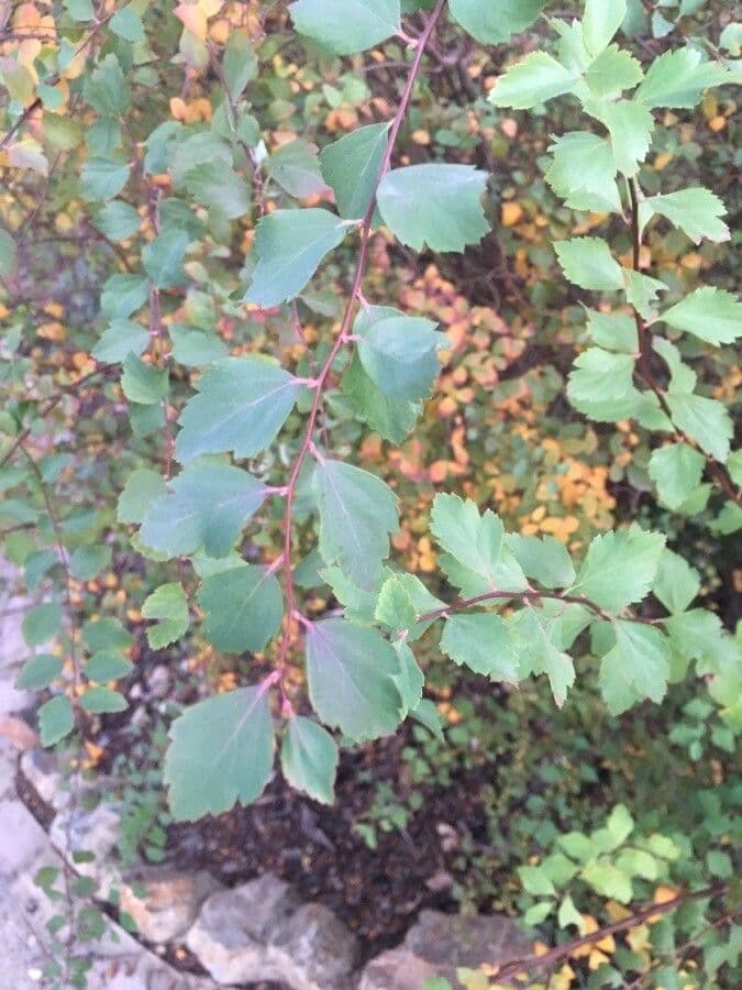 Spirea trilobata 17