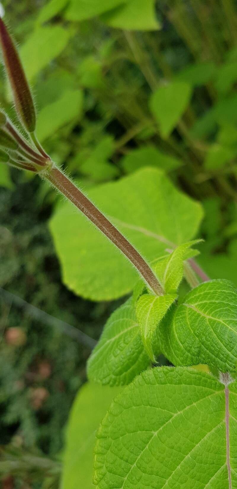 Salvia ananas 20