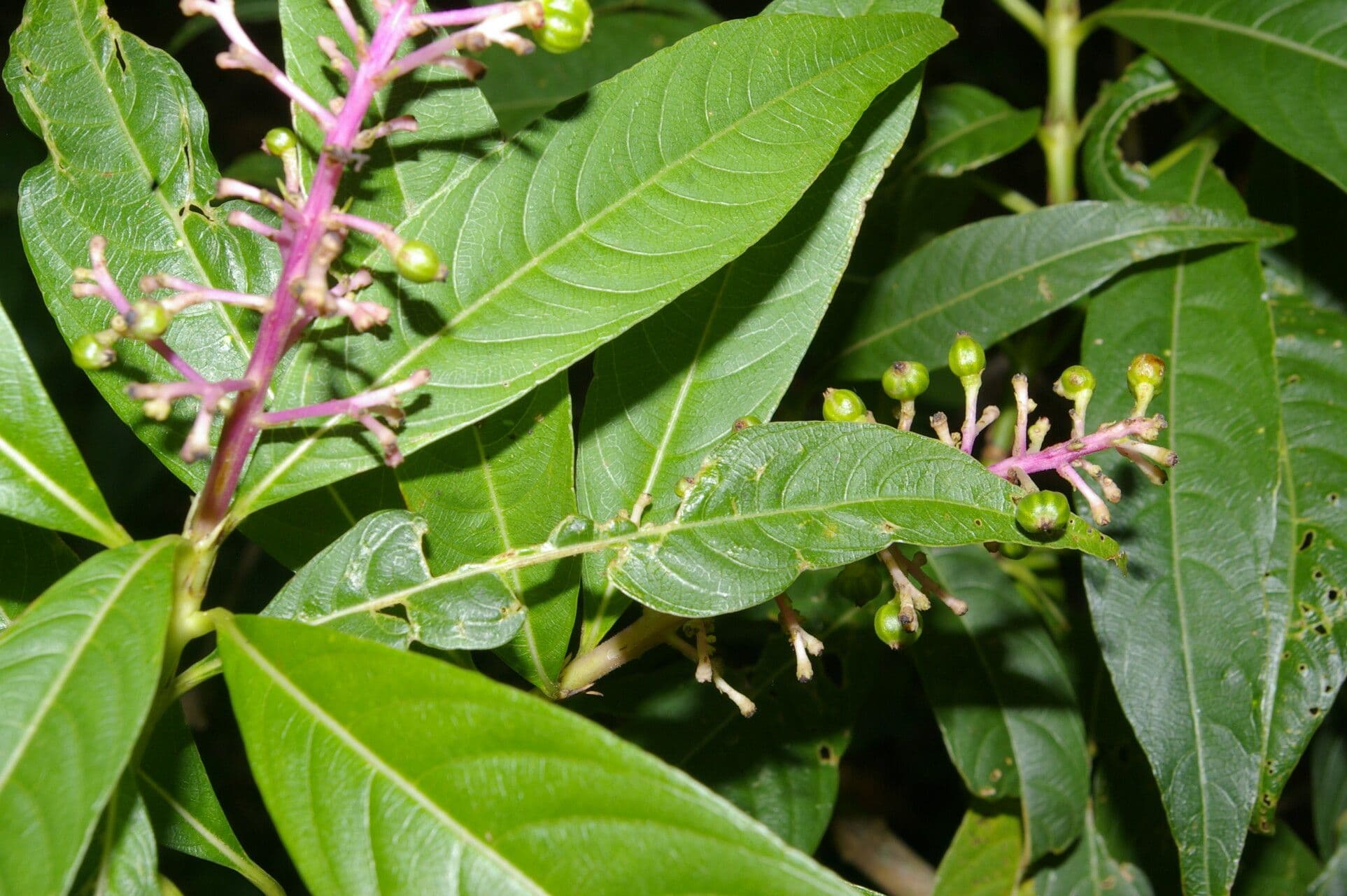 Palicourea 4