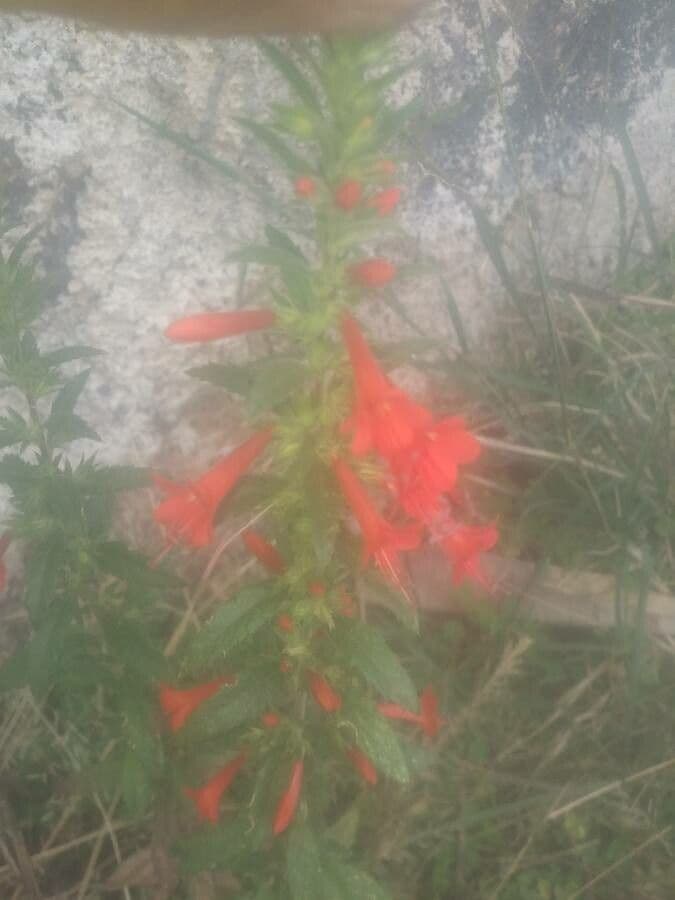 Ipomopsis rossa 2
