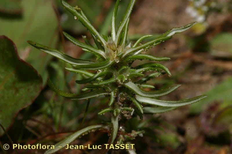 Ifloga spicata 16