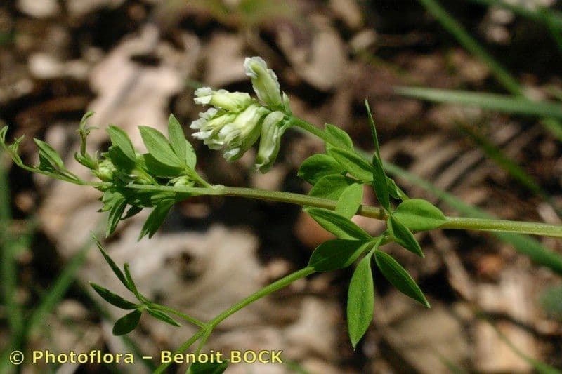 Corydalis claviculata 2