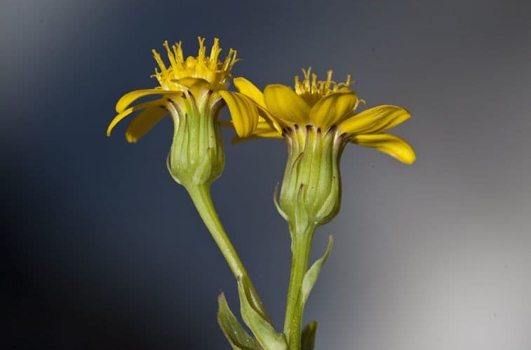 Senecio di Wooton 2