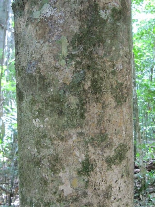 Xylopia nitida 7