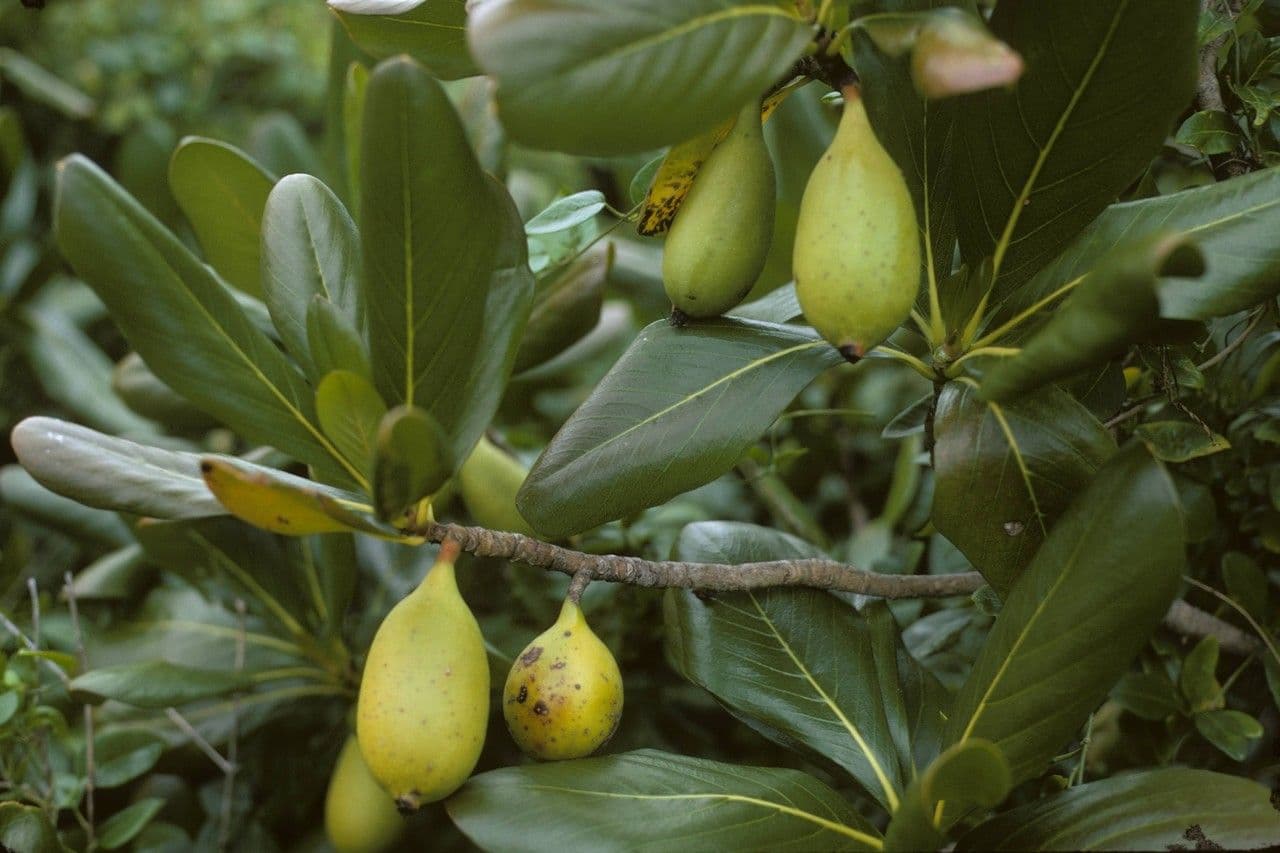 Casasia clusiifolia 2