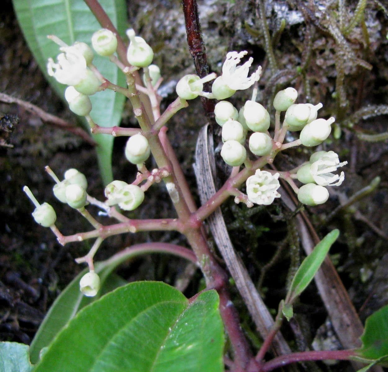 Miconia 8