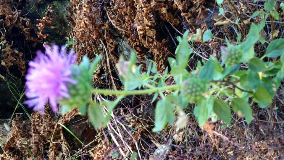 Monardella villosa 9