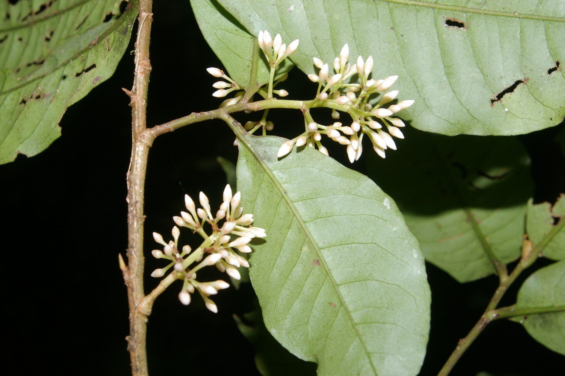 Ardisia de Guyane 8
