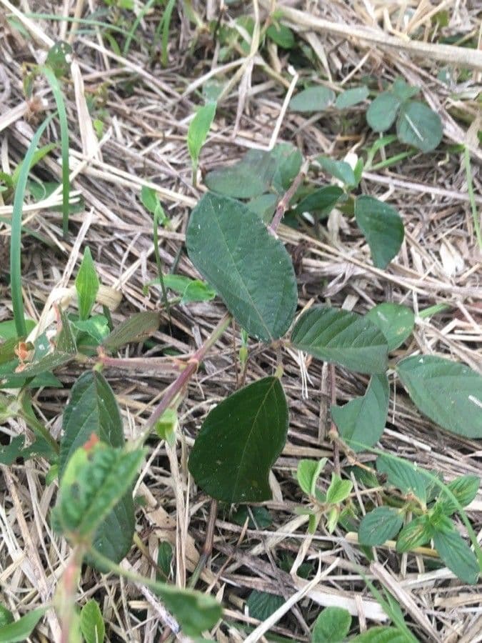 Desmodium 19