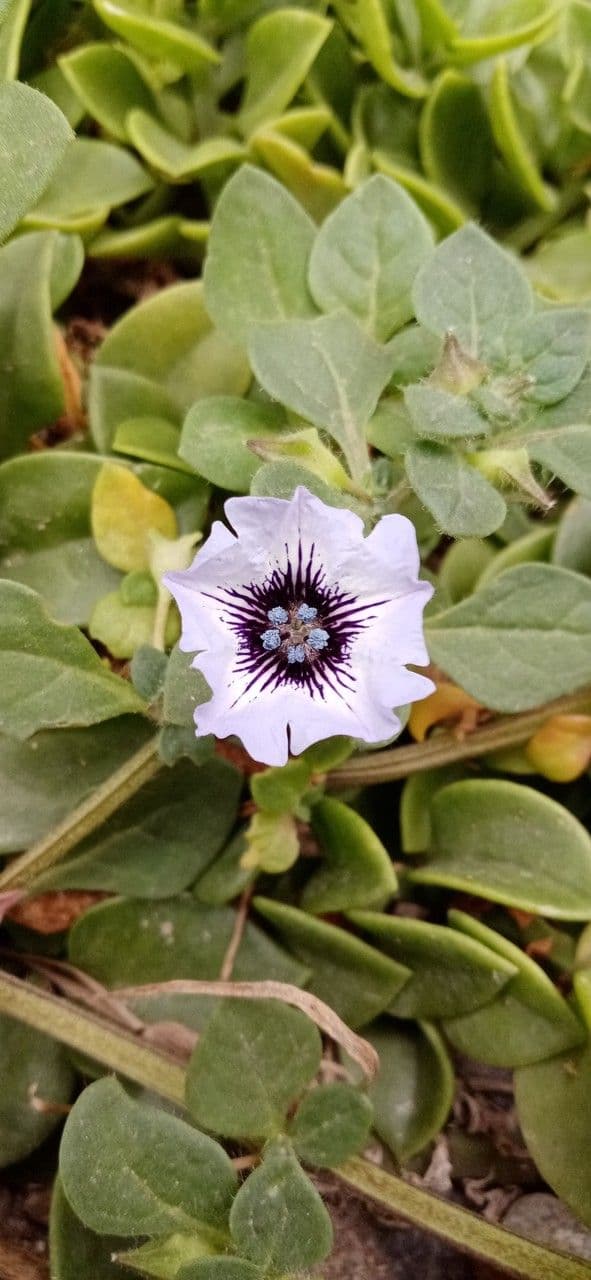 Kriechende Nolane 5