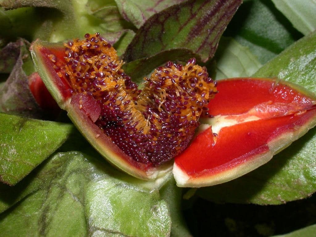 Drymonia seghettata