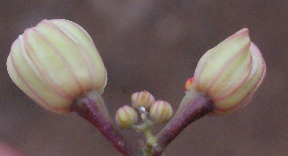 Zanthoxylum