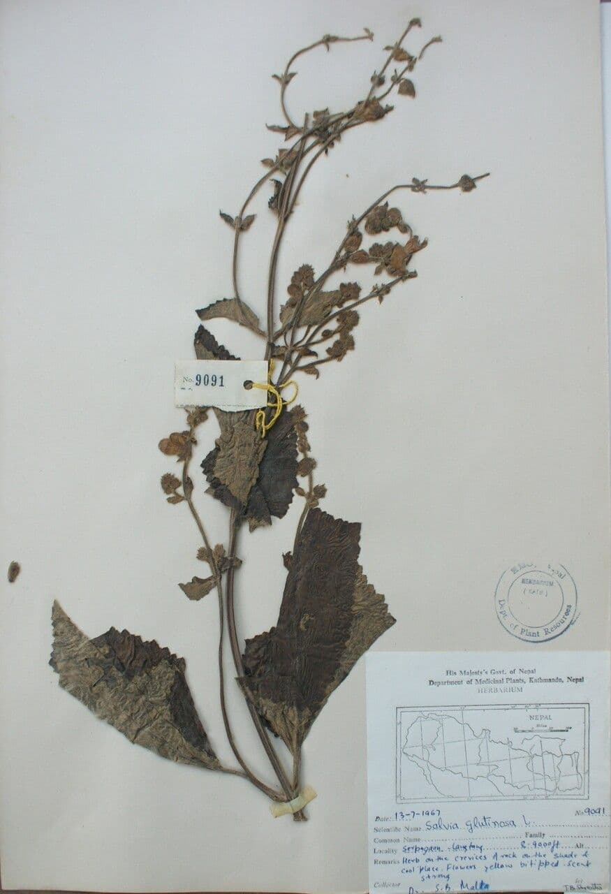 Salvia 2