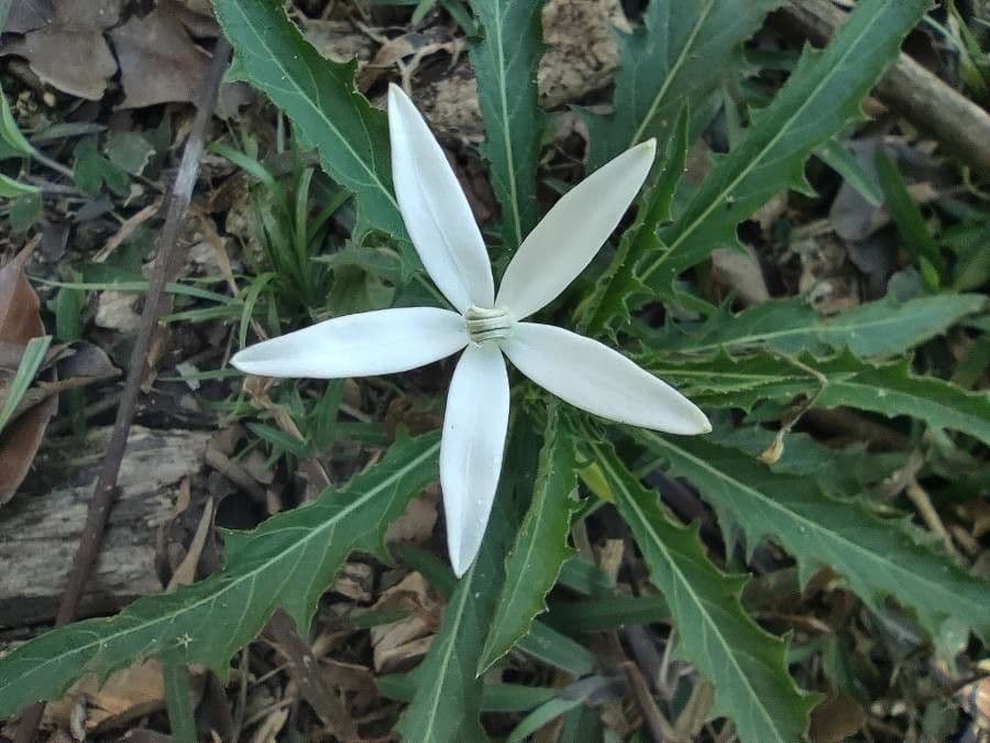 Hippobroma longiflora 4