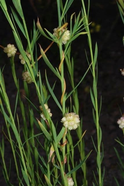 Cuscuta del lino 8