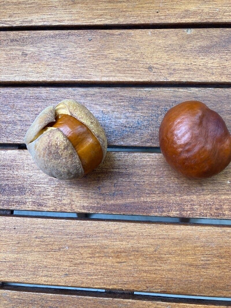 Macadamia 5