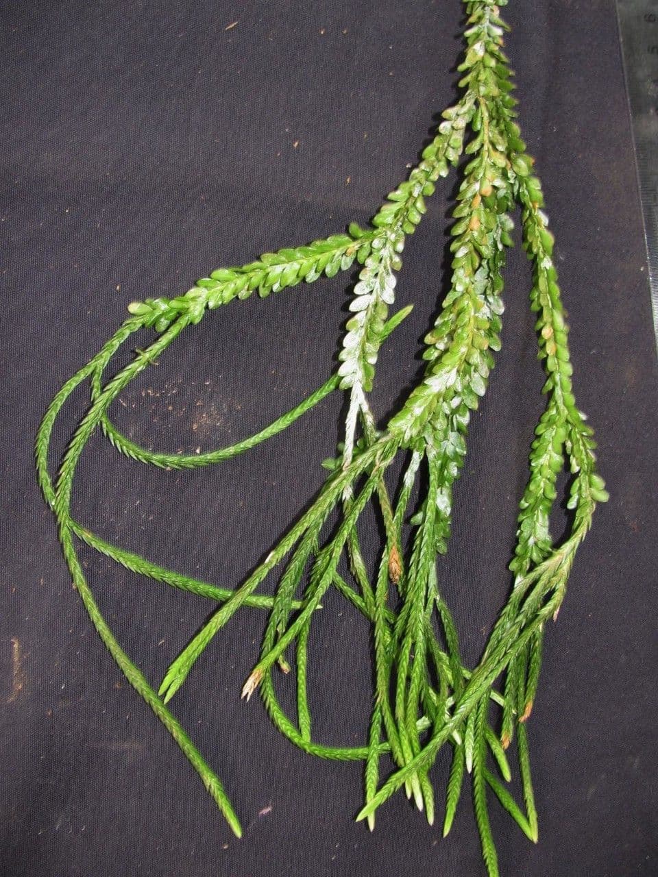 Huperzia 2