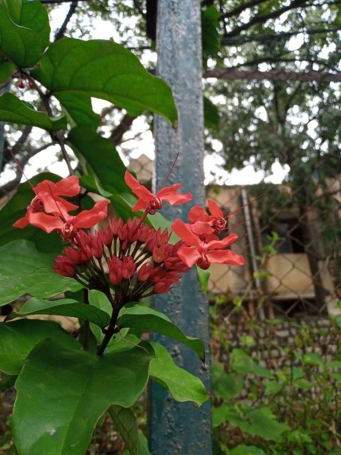 Clerodendro splendente 2